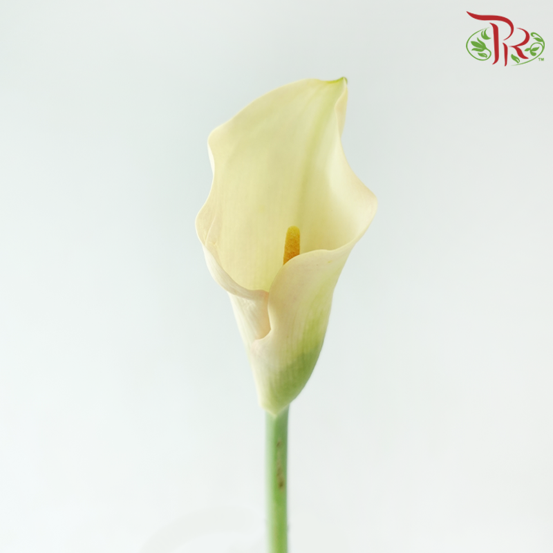 Calla Lily