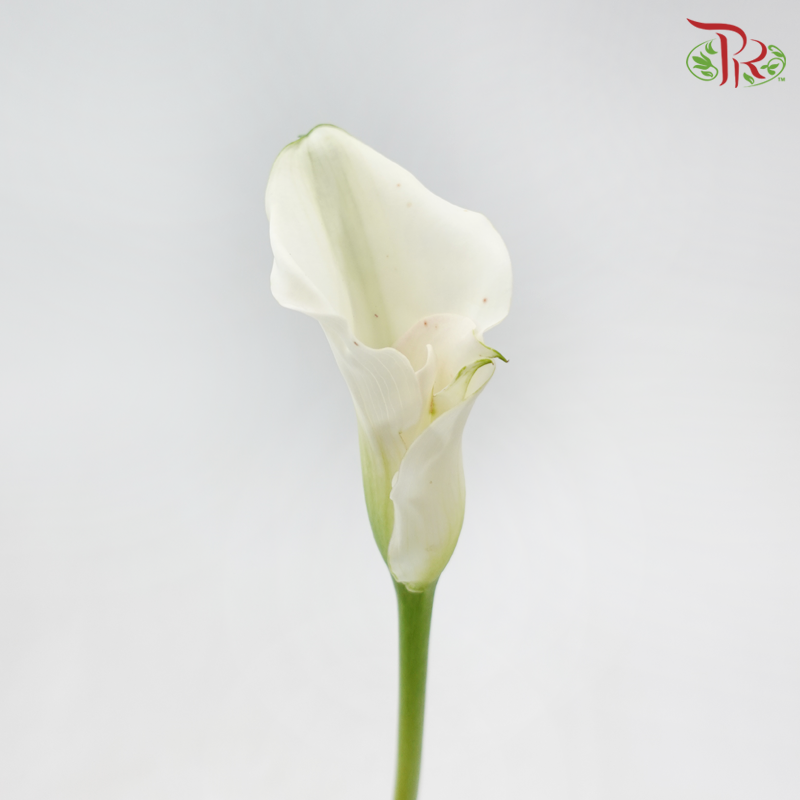 Calla Lily《海芋》
