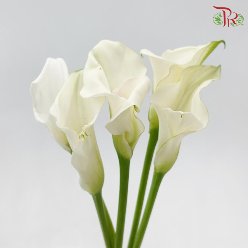 Calla Lily《海芋》