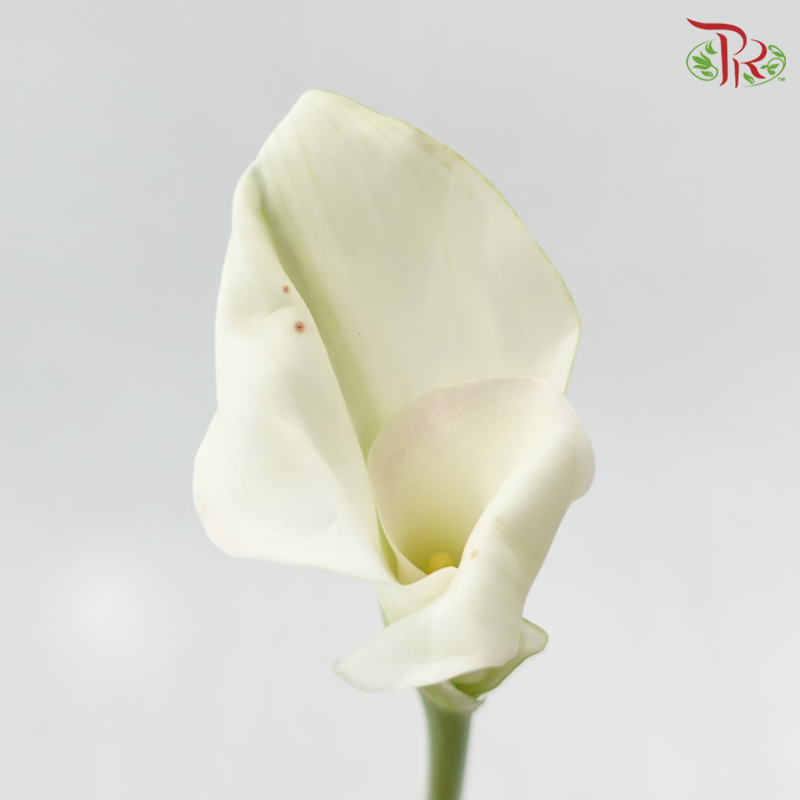 Calla Lily《海芋》