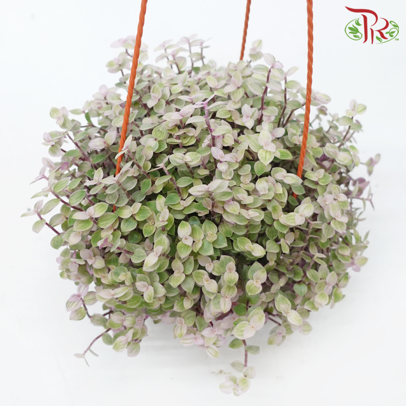 Callisia Pink Lady P150《彩虹怡心草》