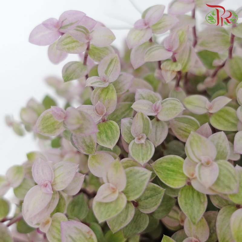 Callisia Pink Lady P150《彩虹怡心草》