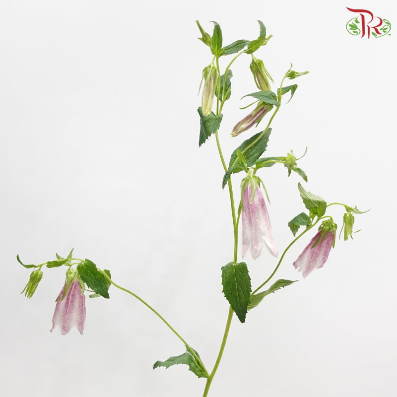 Campanula《风铃草》