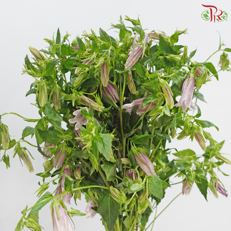 Campanula《风铃草》