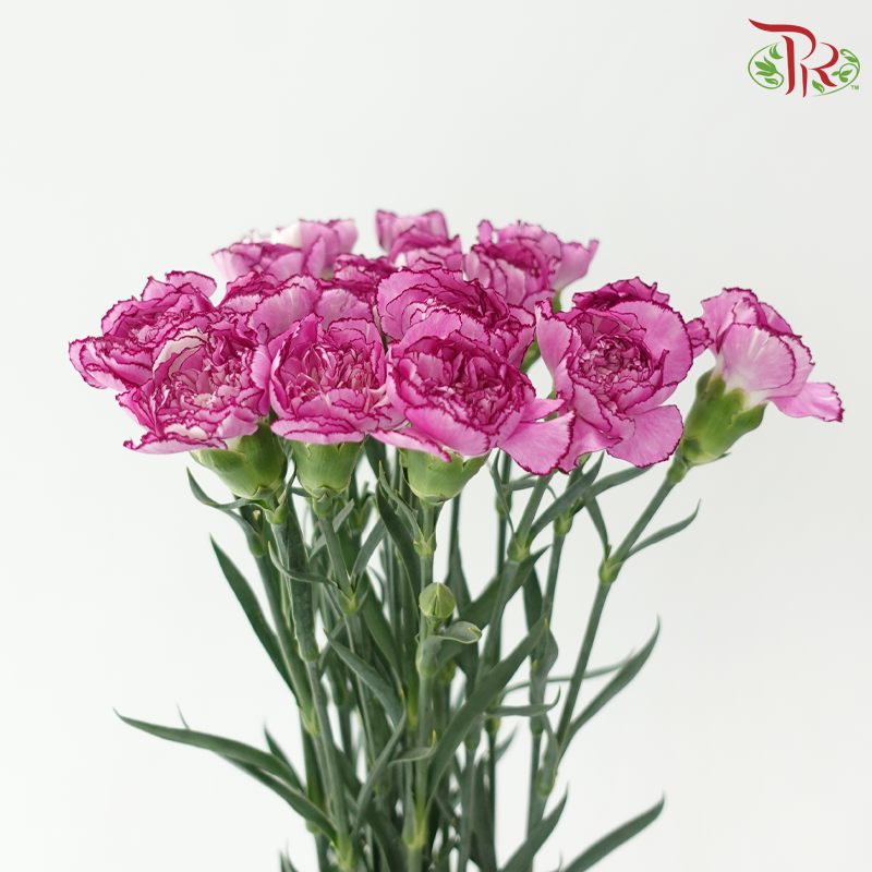 Carnation《康乃馨》