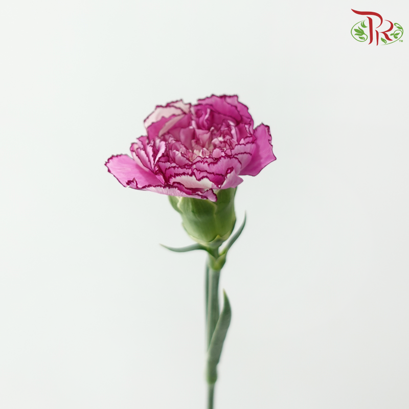 Carnation《康乃馨》