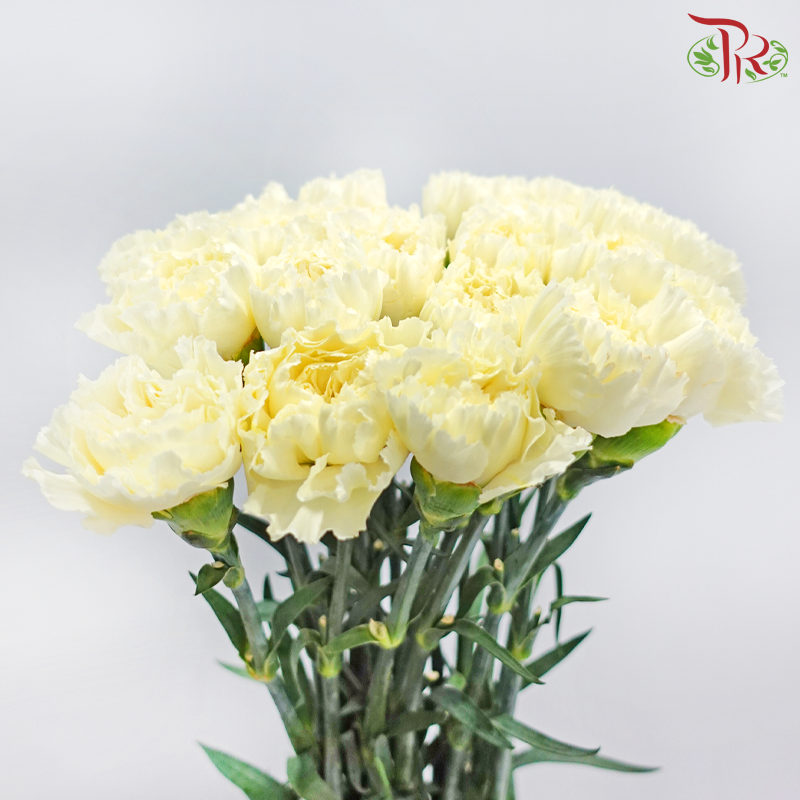 Carnation《康乃馨》