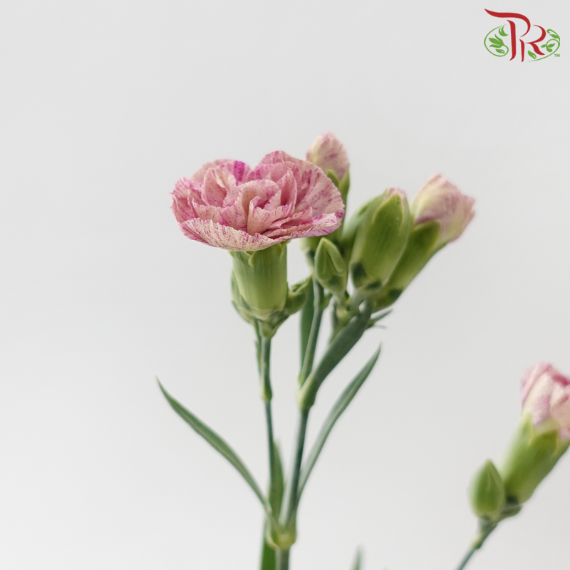 Carnation Spray 《多头康乃馨》