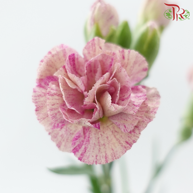 Carnation Spray 《多头康乃馨》