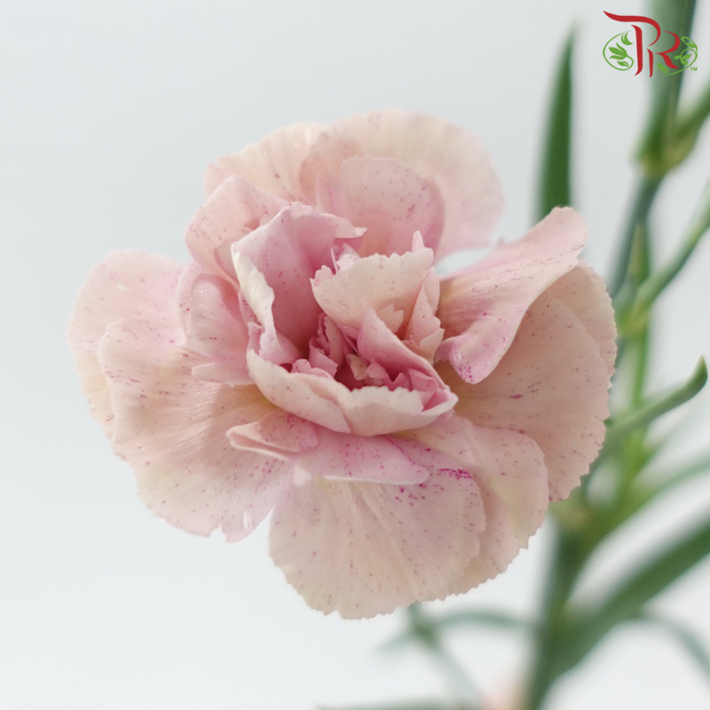 Carnation Spray 《多头康乃馨》