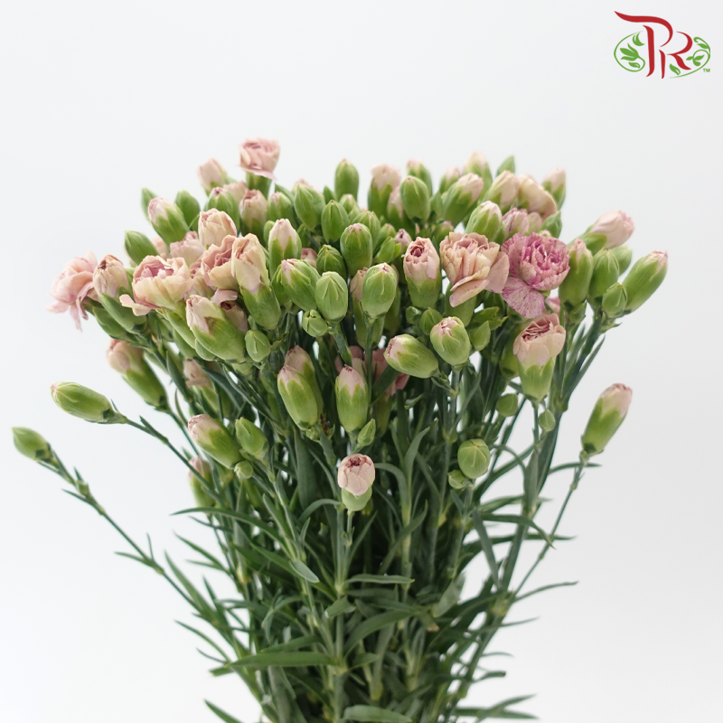 Carnation Spray 《多头康乃馨》