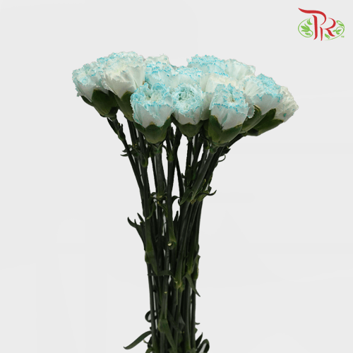 Carnation - St Wasabi White and Blue ( 10 stems ) - Pudu Ria Florist