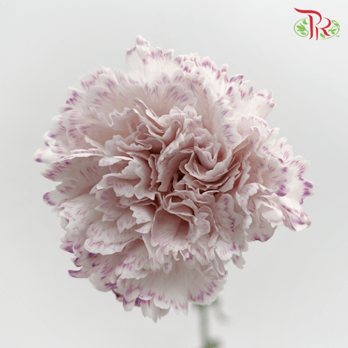 Carnation - St Wasabi White and Yam Purple ( 10 stems ) - Pudu Ria Florist