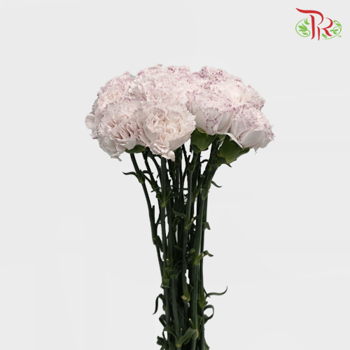 Carnation - St Wasabi White and Yam Purple ( 10 stems ) - Pudu Ria Florist