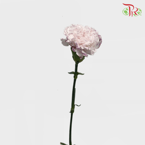 Carnation - St Wasabi White and Yam Purple ( 10 stems ) - Pudu Ria Florist