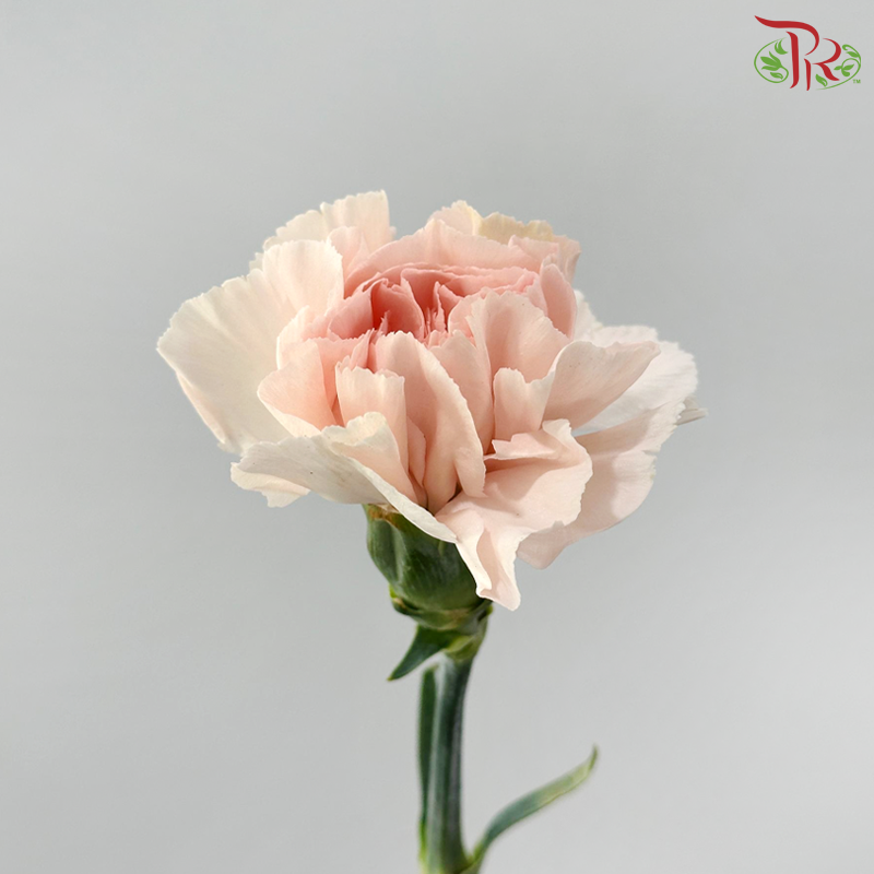 Carnation《康乃馨》