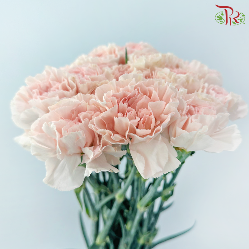 Carnation《康乃馨》