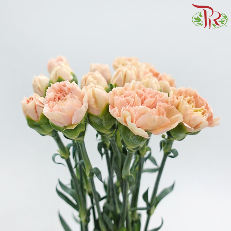 Carnation《康乃馨》