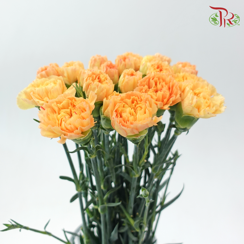 Carnation《康乃馨》