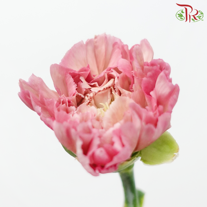 Carnation《康乃馨》