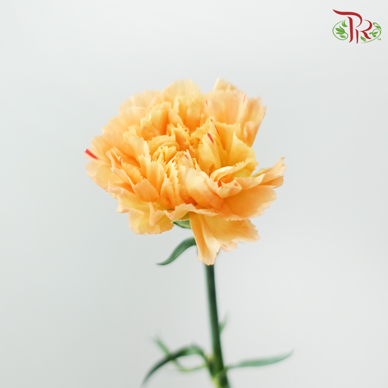 Carnation《康乃馨》