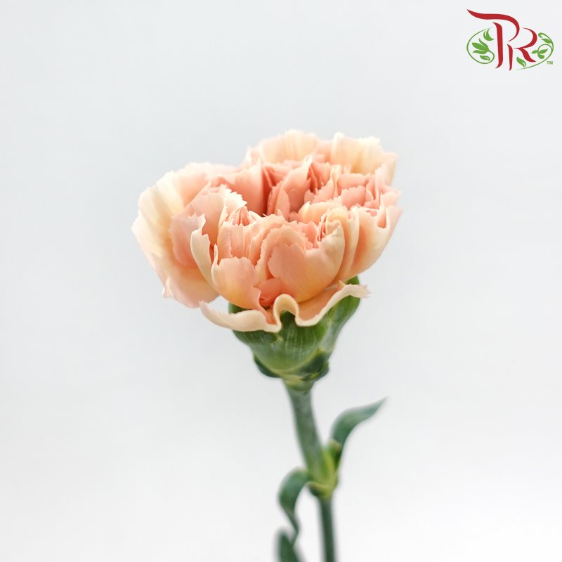 Carnation《康乃馨》