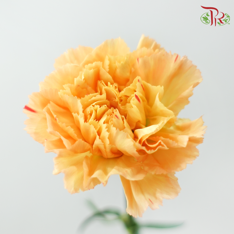 Carnation《康乃馨》