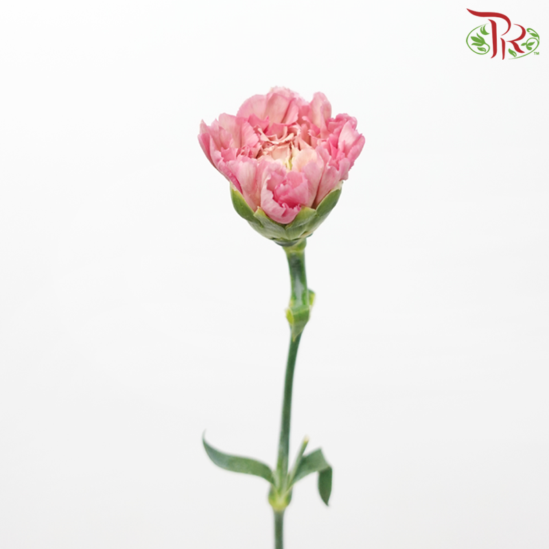 Carnation《康乃馨》