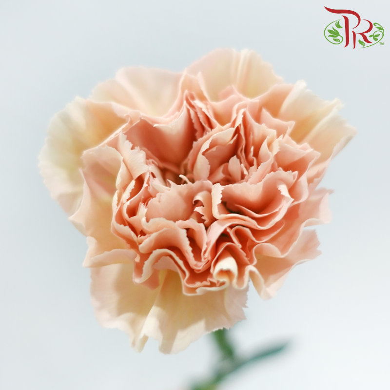 Carnation《康乃馨》