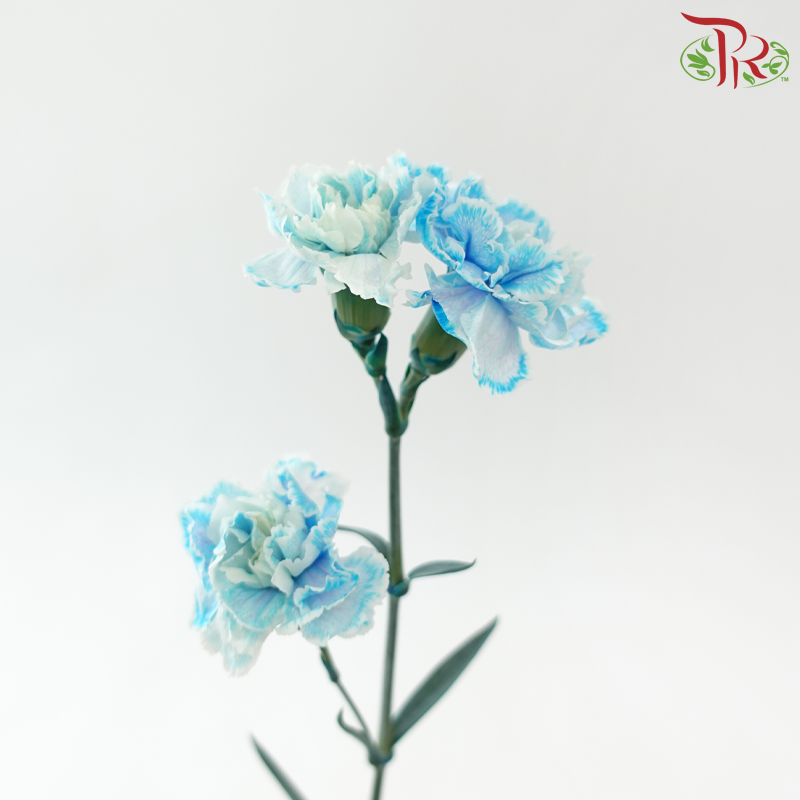 Carnation Spray 《多头康乃馨》