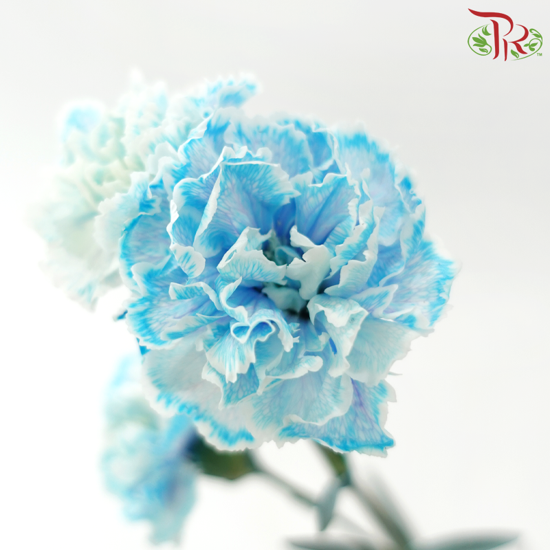 Carnation Spray 《多头康乃馨》