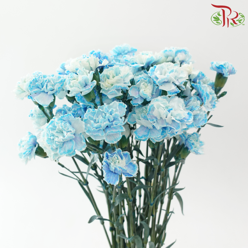 Carnation Spray 《多头康乃馨》