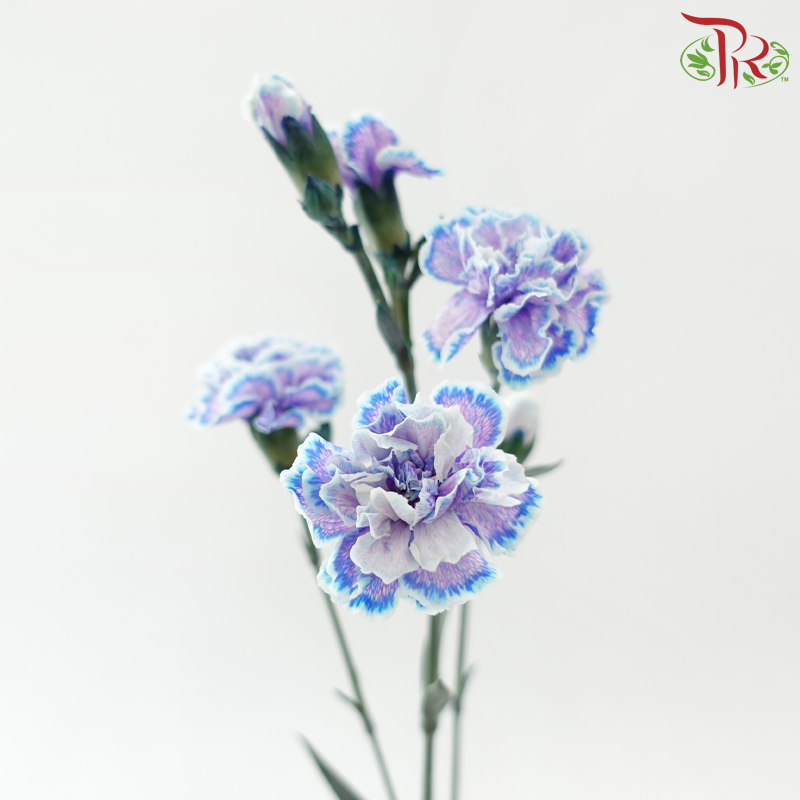 Carnation Spray 《多头康乃馨》