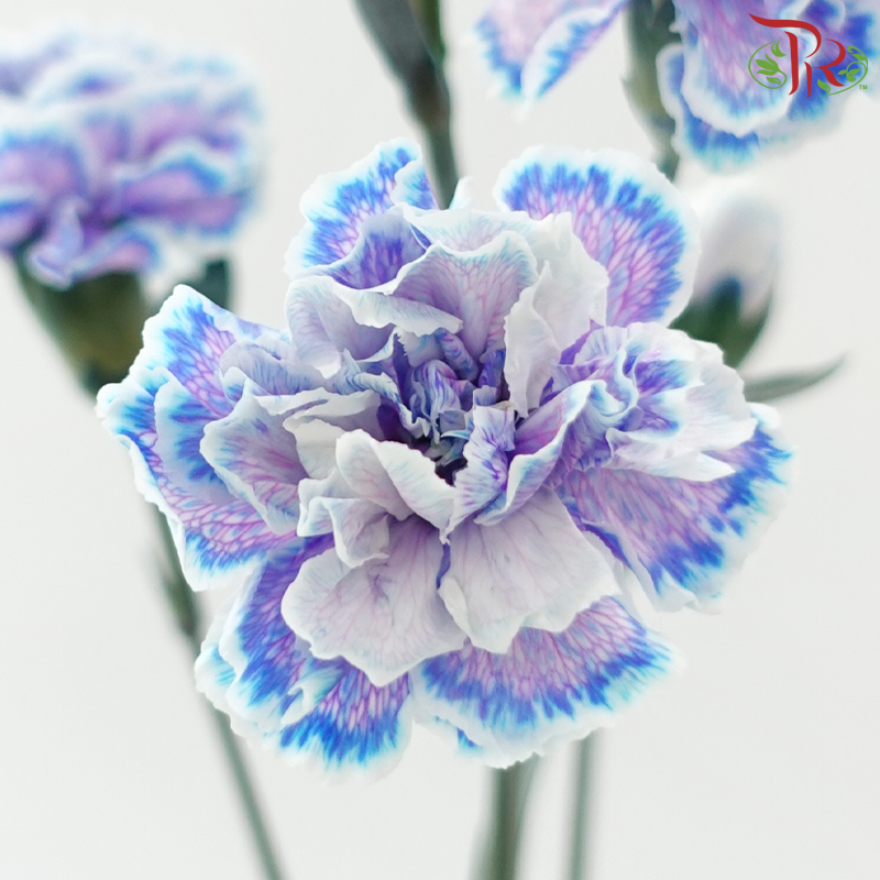 Carnation Spray 《多头康乃馨》