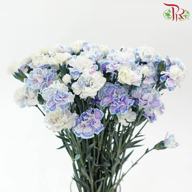 Carnation Spray 《多头康乃馨》