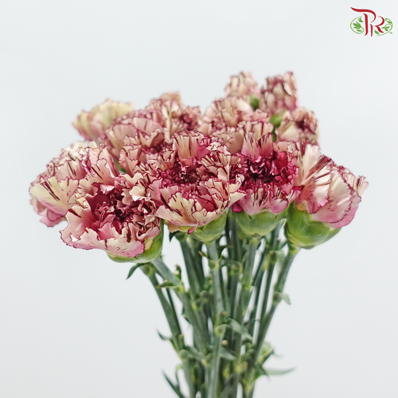 Carnation《康乃馨》