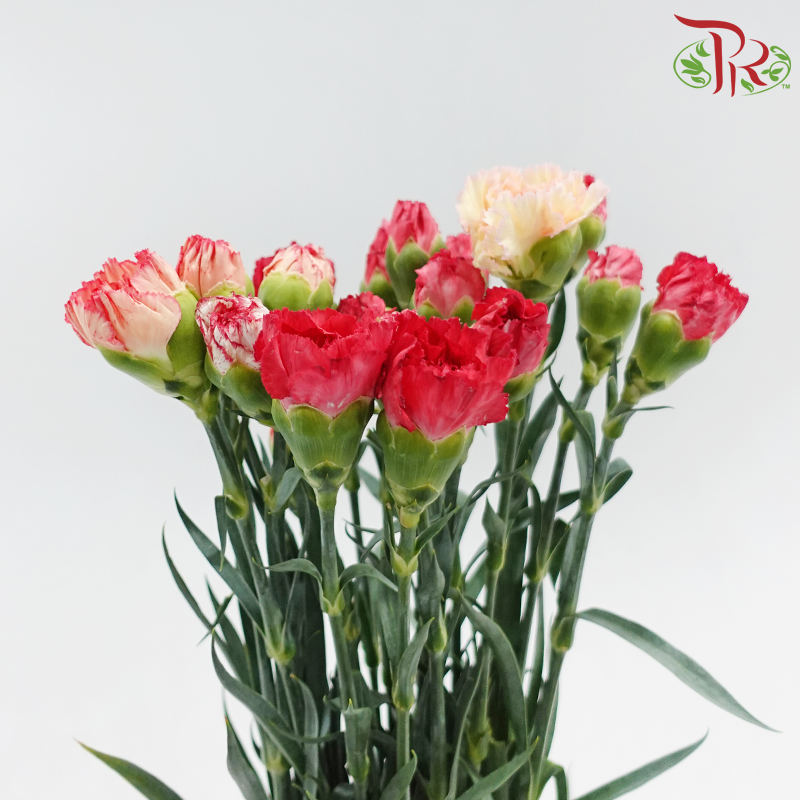 Carnation《康乃馨》