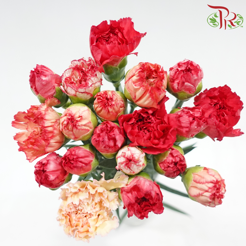 Carnation《康乃馨》