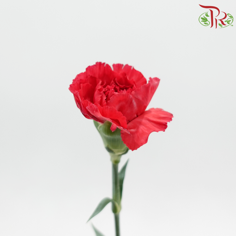 Carnation《康乃馨》