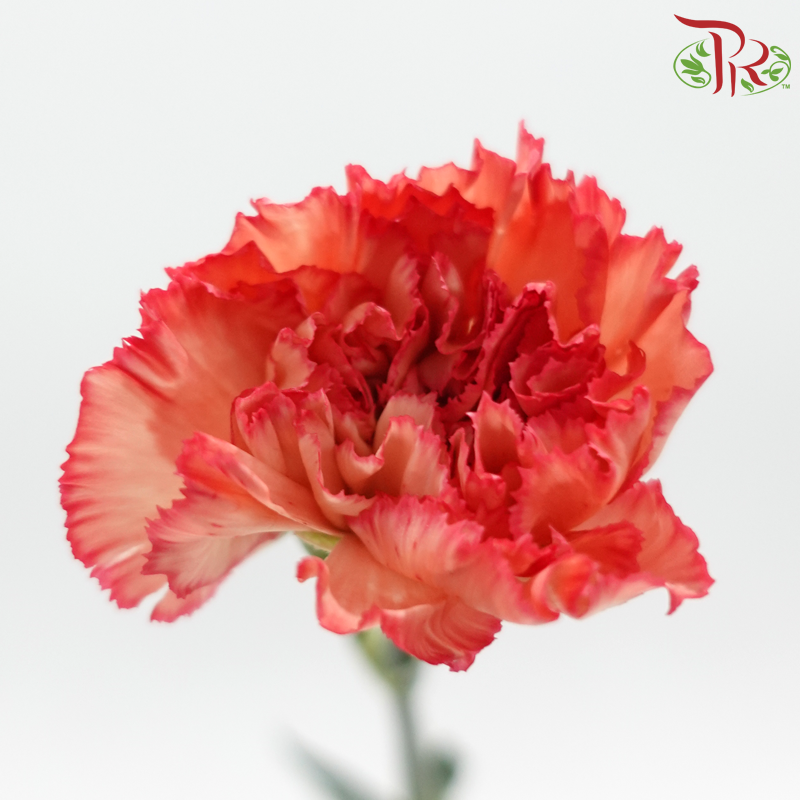 Carnation《康乃馨》