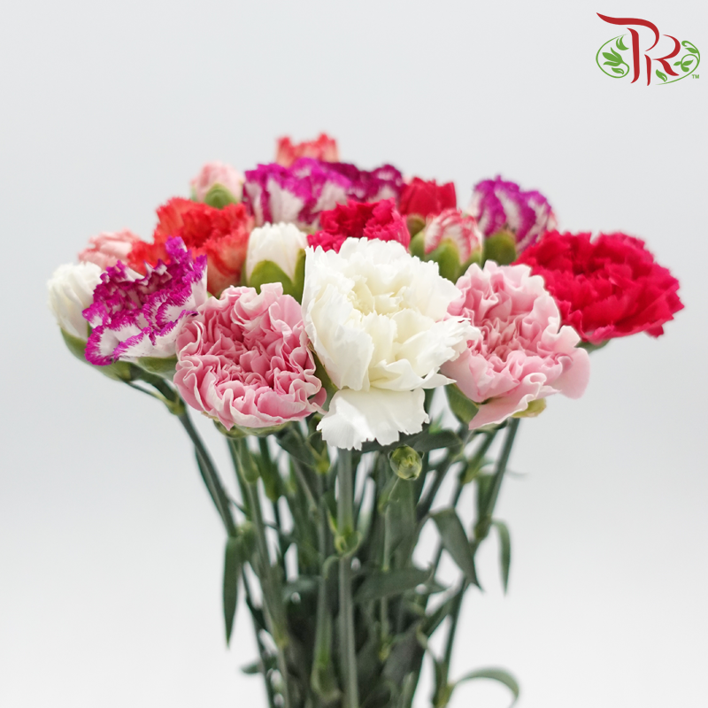 Carnation《康乃馨》