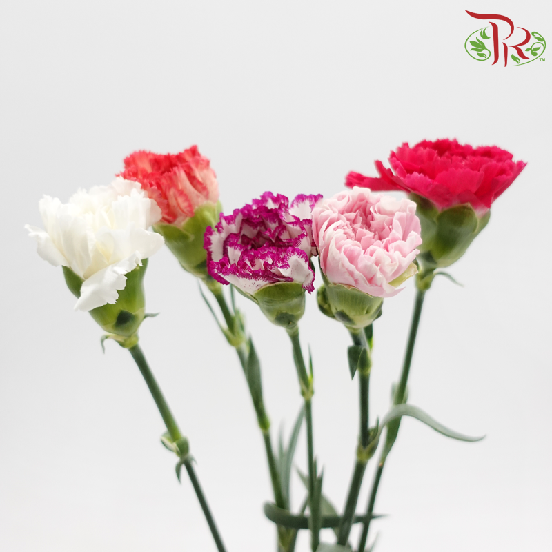 Carnation《康乃馨》