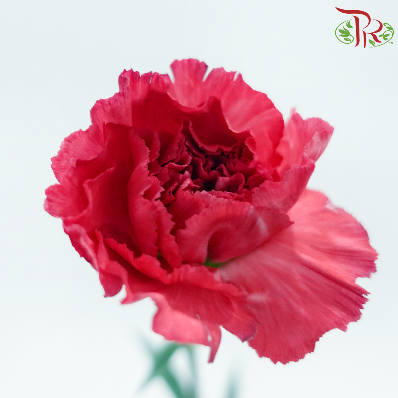 Carnation《康乃馨》