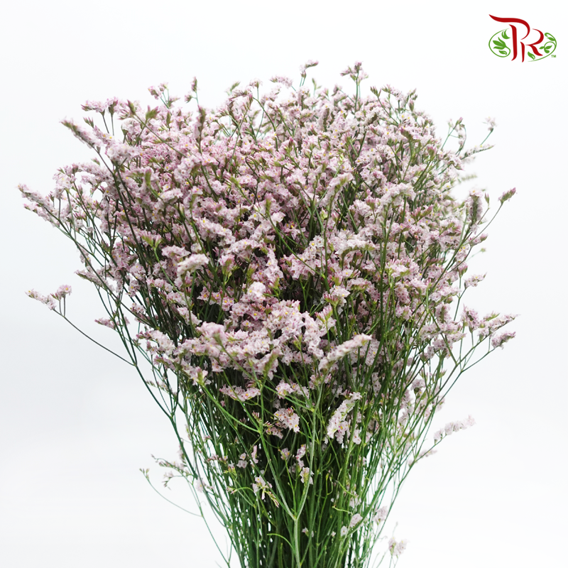 Caspia - Light Pink (Per Bunch) - Pudu Ria Florist