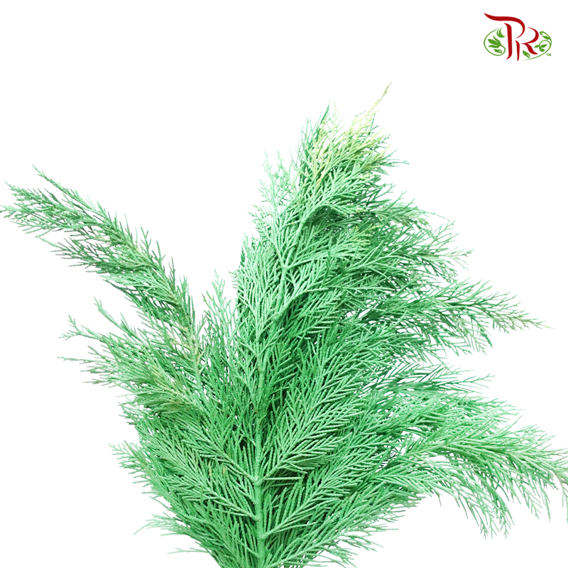 Cedar Leaf Dyed Green - (5 Stems) - Pudu Ria Florist