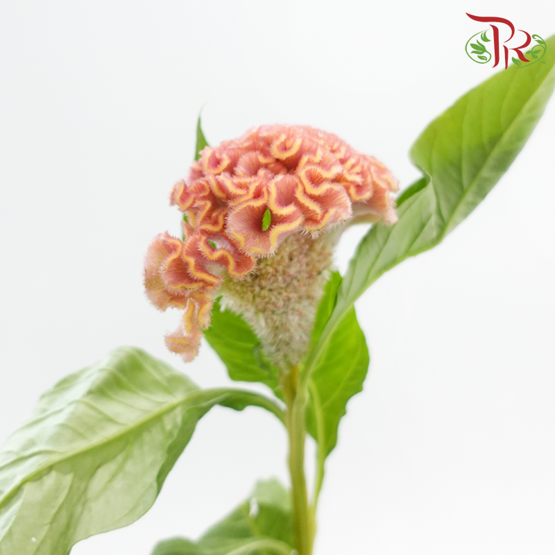 Celosia Round