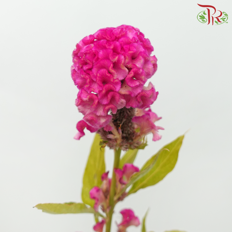 Celosia Round - Pink (5 Stems) - Pudu Ria Florist