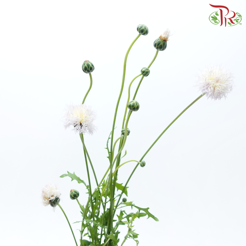 Cornflower《矢车菊》