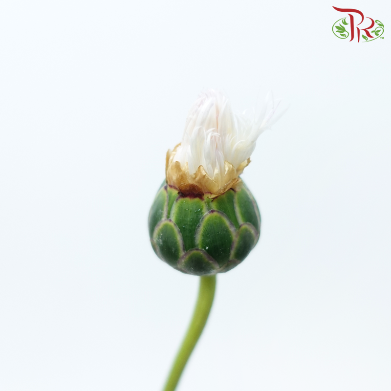 Cornflower《矢车菊》