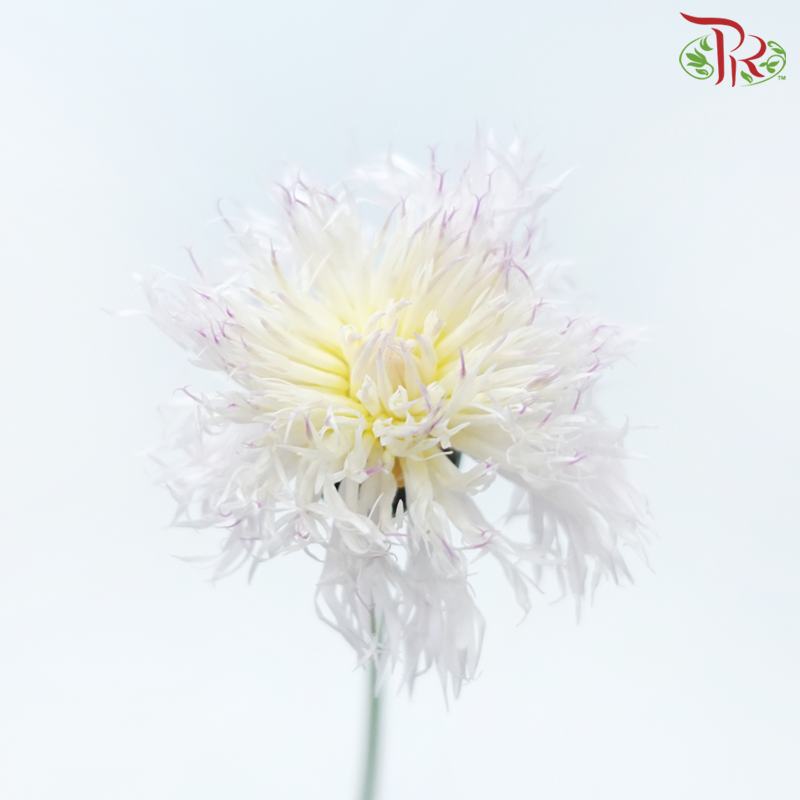 Cornflower《矢车菊》